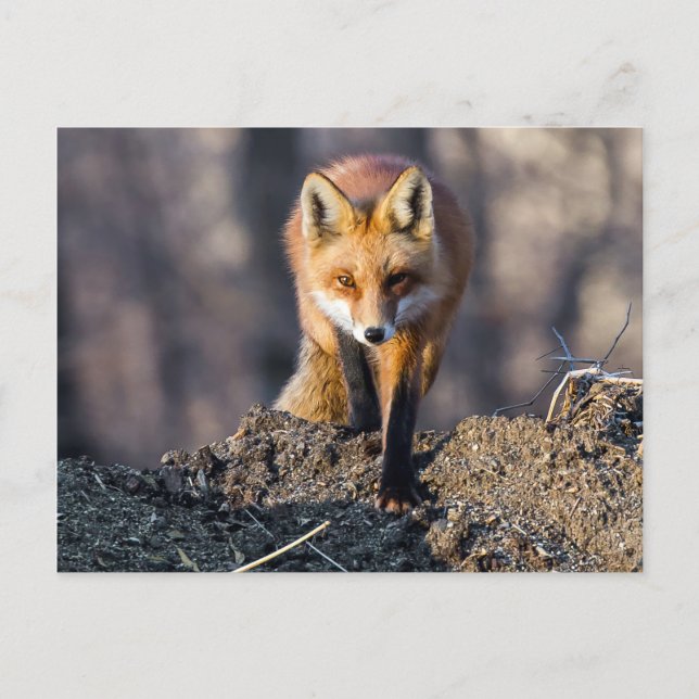 Carte Postale Avancer Fox (Devant)