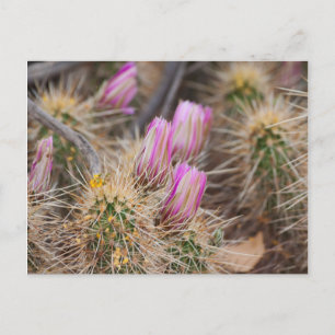 Carte Postale Avant les fleurs