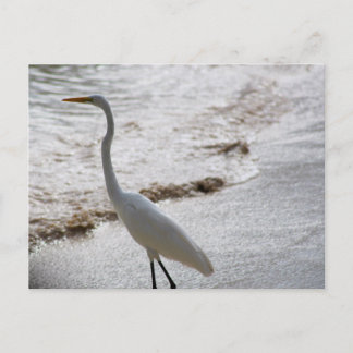 Carte postale avec aigrette dans l'eau