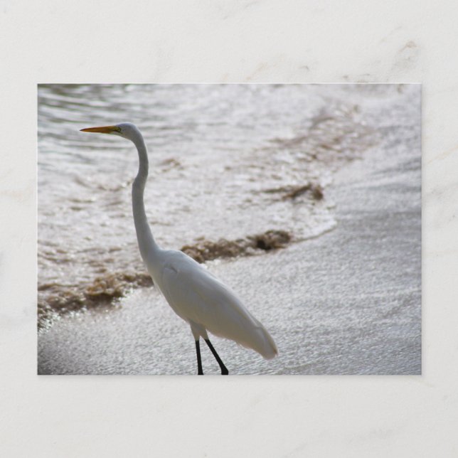 Carte postale avec aigrette dans l'eau (Devant)