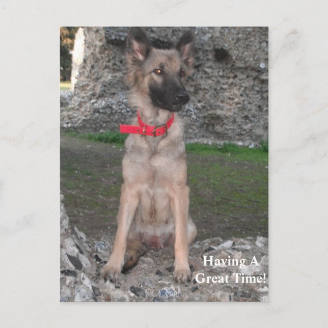 Carte Postale Avec Allemand Shepherd Castle Ruin V (Devant)