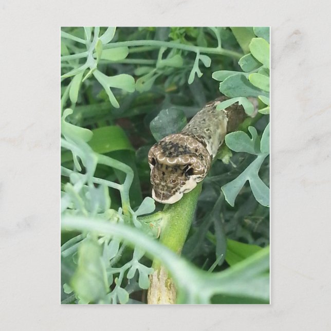 Carte postale avec Chaterpillar Géant Swallowtail (Devant)