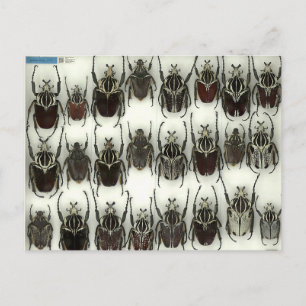 Carte postale avec coléoptères Goliath
