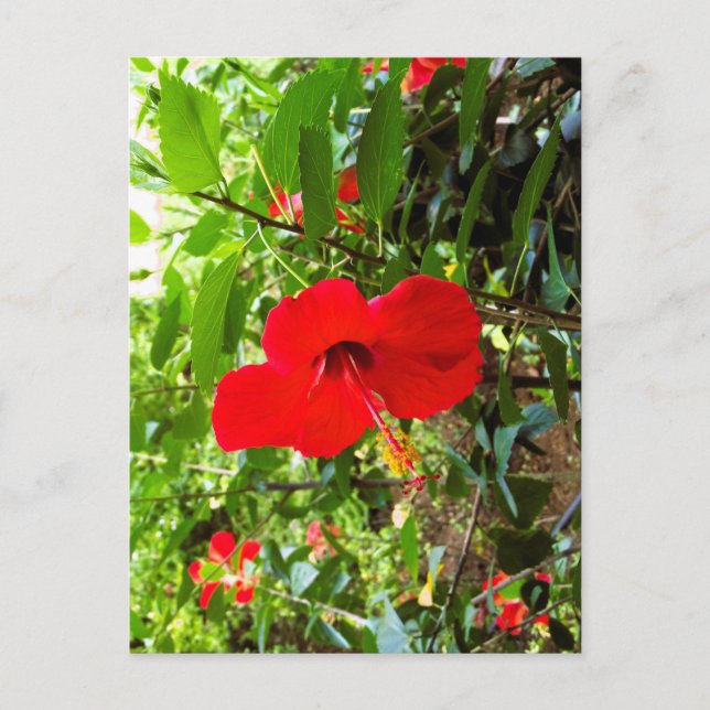 Carte postale avec couverture de fleur rouge (Devant)