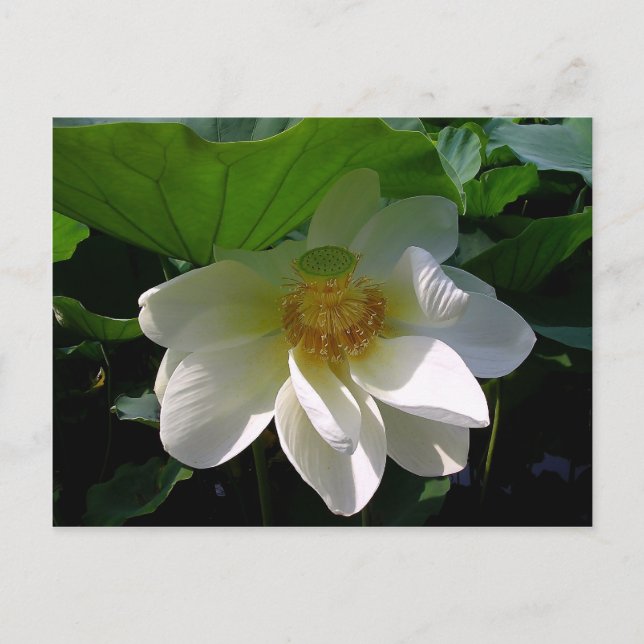 Carte postale avec délicate Fleur Lotus blanche (Devant)