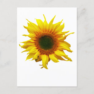 Carte Postale Avec Design Tournesol