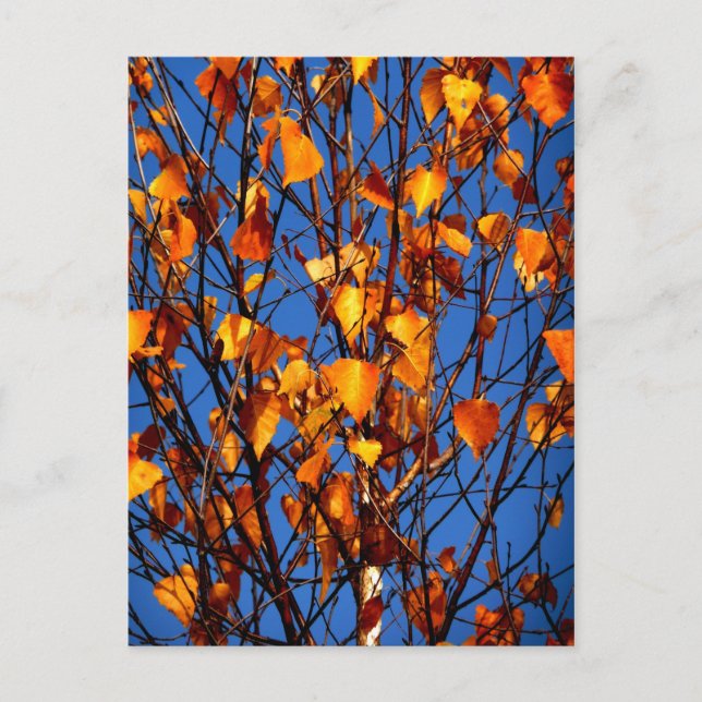 Carte postale avec feuilles d'automne (Devant)