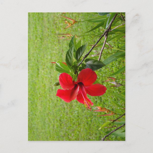 Carte postale avec fleur rouge sur la couverture (Devant)