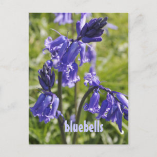 Carte postale avec fleurs bleues