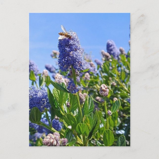 Carte postale avec fleurs de lilas dans un jardin  (Devant)