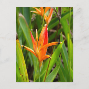 Carte postale avec fleurs orange sur la couverture