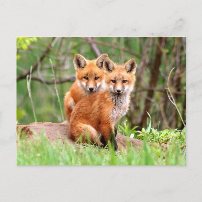 Carte postale avec la photo des kits de renard (Devant)