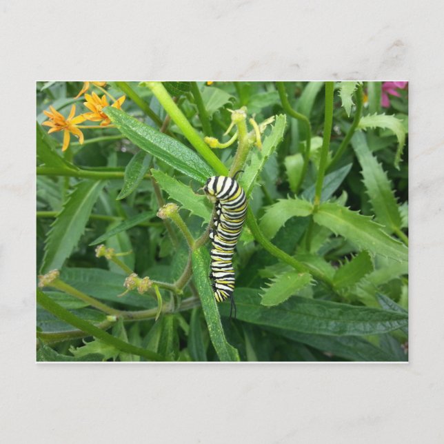 Carte postale avec Monarch Butterfly Caterpillar (Devant)