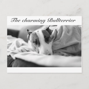 Carte postale avec motif de bull-terrier