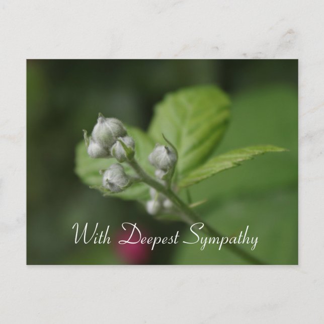 Carte Postale avec profonde sympathie,fleur de framboise sauvage (Devant)