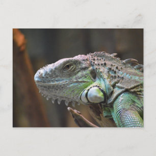 Carte postale avec tête de lézard Iguana coloré