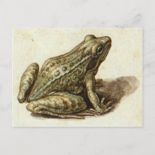 Carte postale avec une gentille vieille grenouille