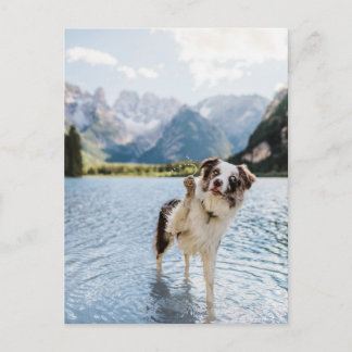 Carte Postale Aventure de lac de Border Collie Montagne Chien Vo