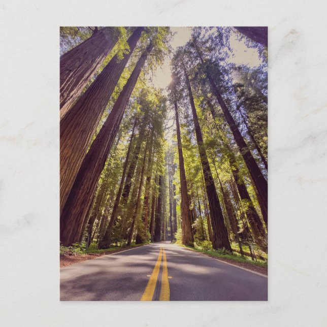 Carte Postale Avenue de la forêt séquoienne des géants (Devant)