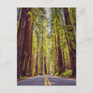 Carte Postale Avenue des Géants de Californie 