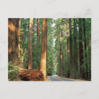 Carte Postale Avenue des Géants, Humboldt, CA