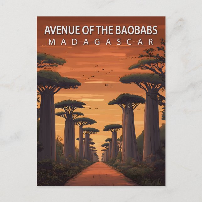Carte Postale Avenue of the Baobabs Madagascar African Nature (Devant)