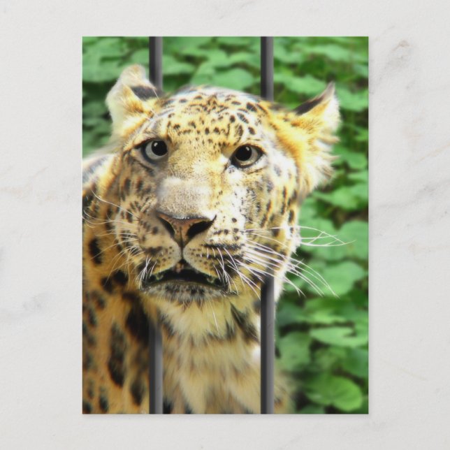 Carte Postale Avez-vous déjà un de ces jours ? (Devant)