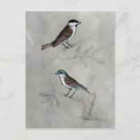 Aviaire argenté | Une paire d'oiseaux