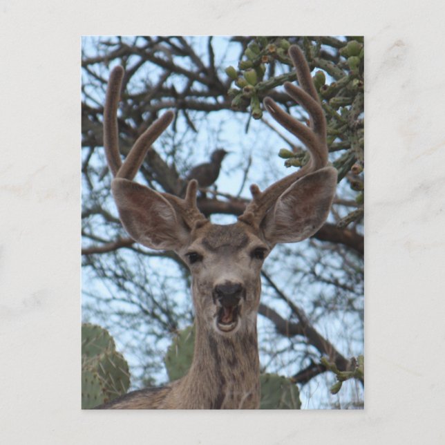 Carte postale Avis Cerf (Devant)