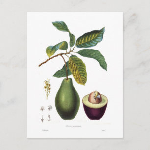 Carte Postale Avocado (Persea americana)