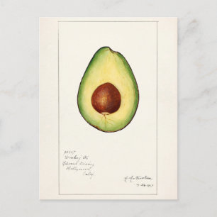Carte Postale Avocado (Persea) Peinture d'aquarelle aux fruits