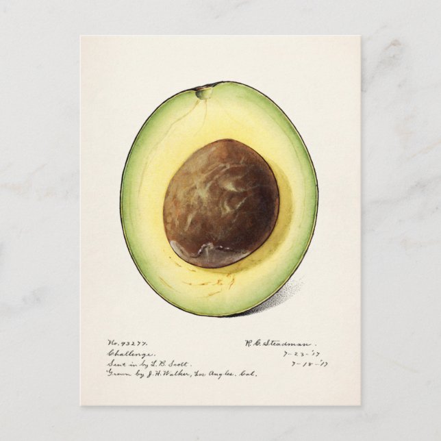 Carte Postale Avocado (Persea) Peinture d'aquarelle aux fruits (Devant)