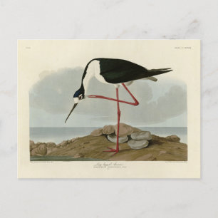 Carte Postale Avocet à pattes longues des oiseaux d'Amérique d'A