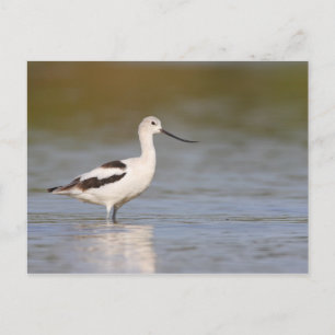 Carte Postale Avocet américain blanc