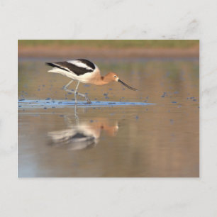 Carte Postale Avocet américain dans les étangs