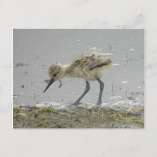 Carte postale Avocet américaine