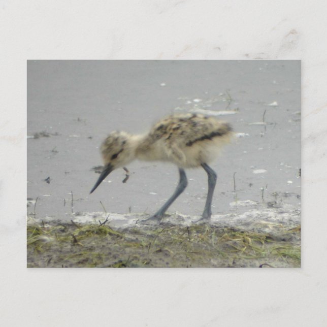 Carte postale Avocet américaine (Devant)