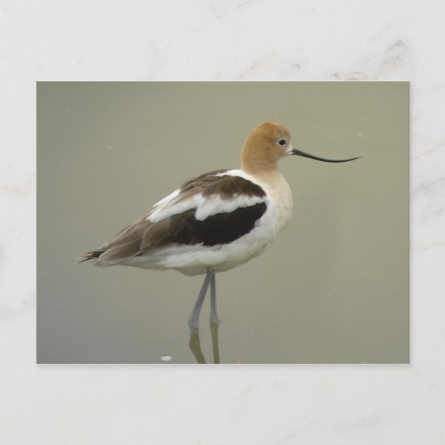 Carte postale Avocet américaine (Devant)