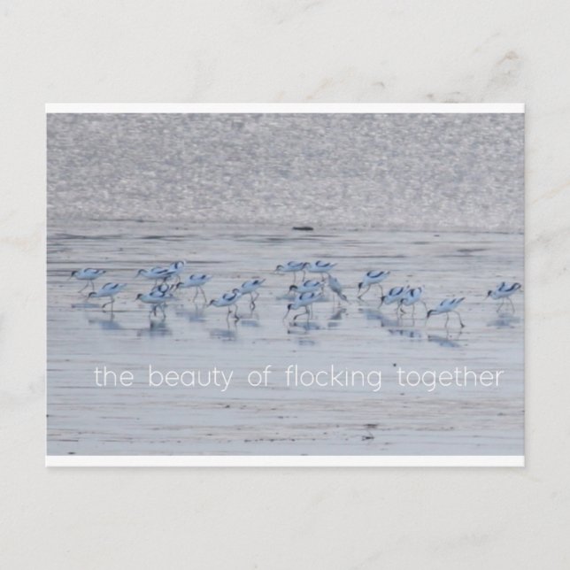 Carte Postale Avocet Beauty (Devant)