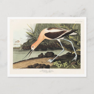 Carte Postale Avocette d'Amérique de Birds of America,