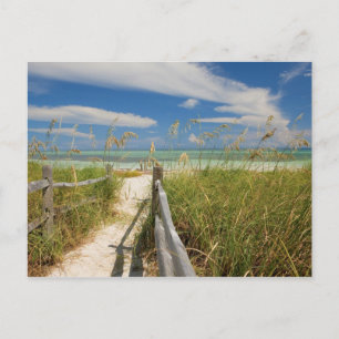 Carte Postale avoine de mer Uniola paniculata) poussant près de 