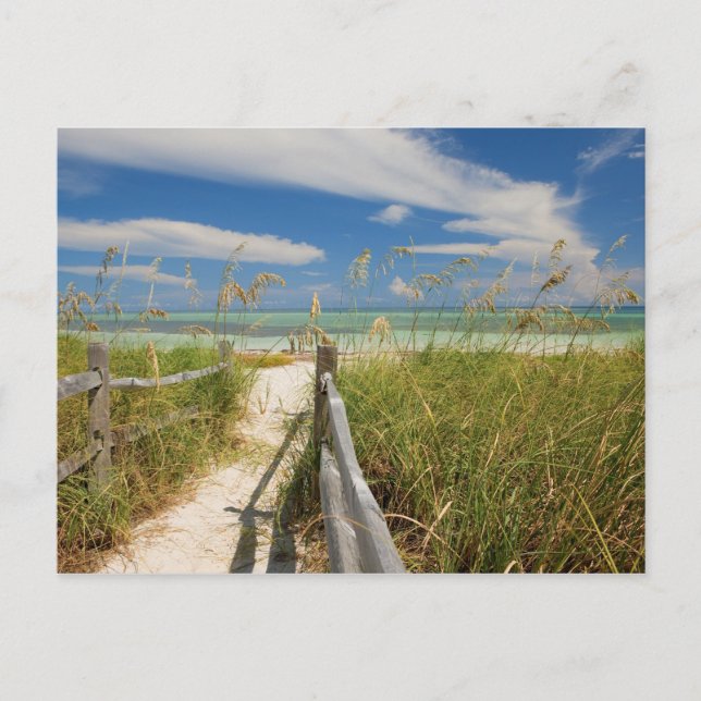 Carte Postale avoine de mer Uniola paniculata) poussant près de  (Devant)