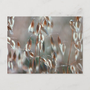 Carte Postale Avoine Mûre (Avena Sativa) Gros Plan. Ceres, Bolan