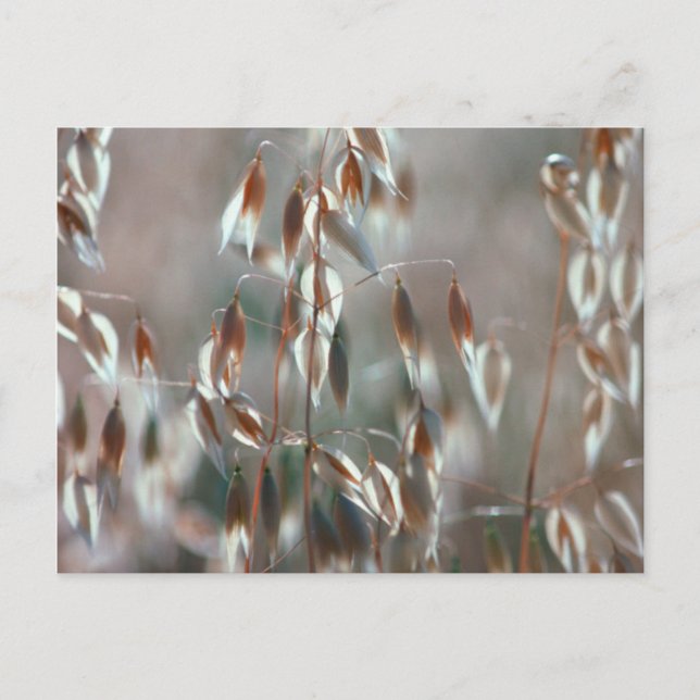 Carte Postale Avoine Mûre (Avena Sativa) Gros Plan. Ceres, Bolan (Devant)