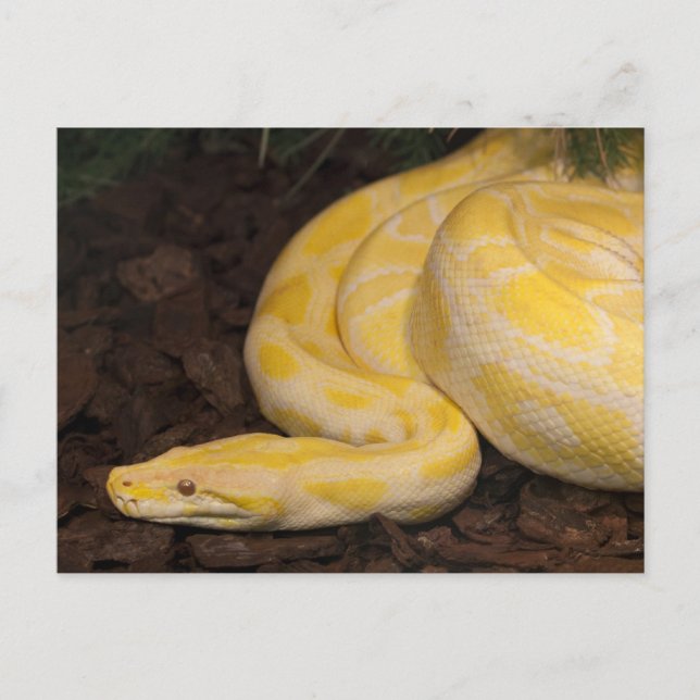 Carte Postale Awesome Yellow Burmese Python (Devant)