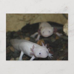 Carte Postale Axolotl # 2