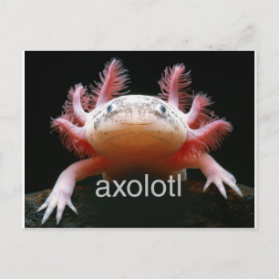 Carte Postale Axolotl Axolotl Axolotl