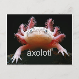Carte Postale Axolotl Axolotl Axolotl