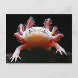 Carte Postale Axolotl Axolotl.png