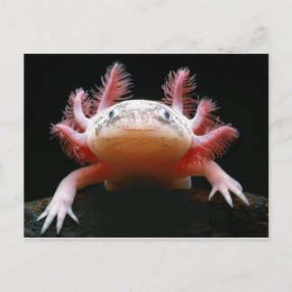 Carte Postale Axolotl Axolotl.png